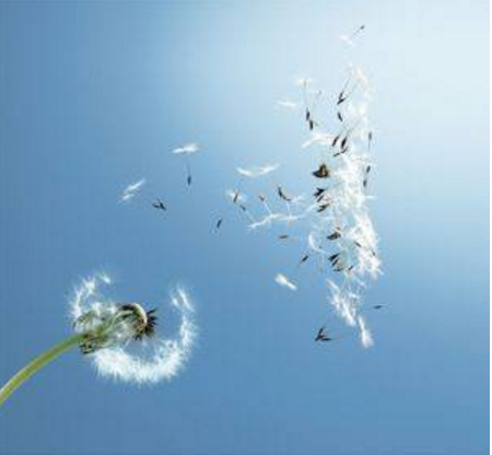 蒲公英.png 蒲公英.png